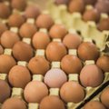Surmahaiguse risk: see on tegelik põhjus, miks toored munad on ohtlikud