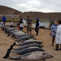 Дельфины против дельфинов: трагедия у мексиканского побережья