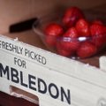 Wimbledonist üle jäänud 26 000 maasikat annetatakse Londoni meedikutele