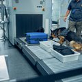 Собака-ищейка в аэропорту обнаружила в багаже туриста нечто необычное - мумифицированных обезьян