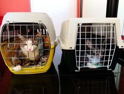 Lisaks Leole tuli arstile viia veel teisedki pere kassid