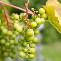 Eesti suurimas viinamarjaistanduses degusteerivad saaki rebased