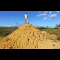 VIDEO | Brasiiliast leiti Ühendkuningriigi pindala suurune termiidipesade võrgustik