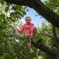 “Talutööd on ikka rasked,” ütleb seitsmeaastane Hiiumaa tüdruk ning ronib õunapuu otsa