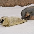 ФОТО и ВИДЕО: Какая прелесть! В Таллиннском зоопарке родился белый тюлененок