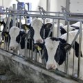 Eesti suurim piimatootja andis endise tegevjuhi kohtusse