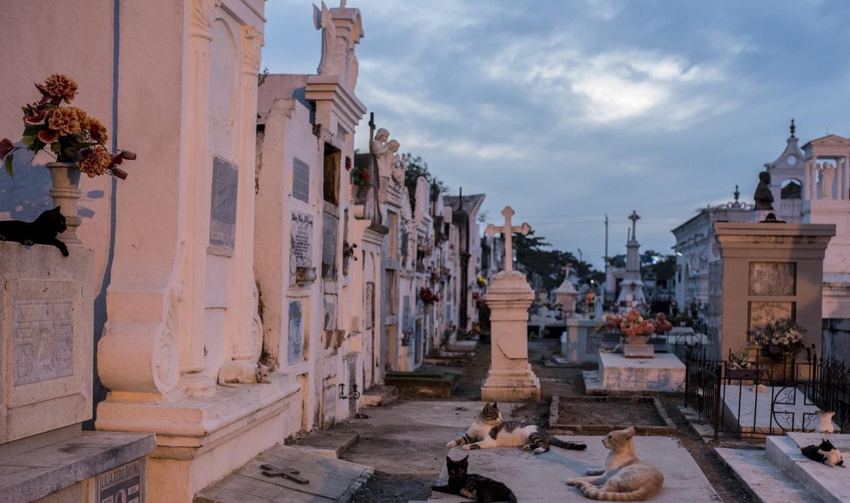 Öisel Mompoxi kalmistul on maagilist realismi kõige enam tunda - väärikate linnakodanike haudadel veedavad aega kümned ja kümned kassid, laskmata end inimeste juuresolekust vähimalgi määral segada.
