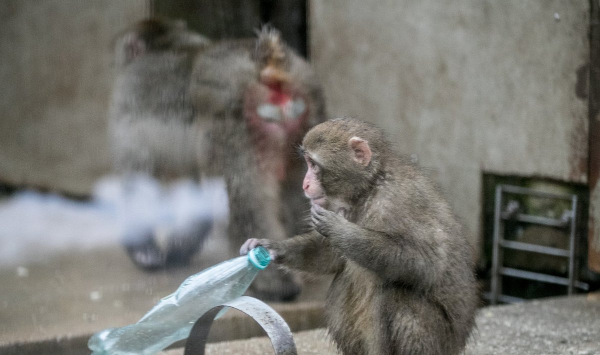 Jaapani makaagid loomaaias
