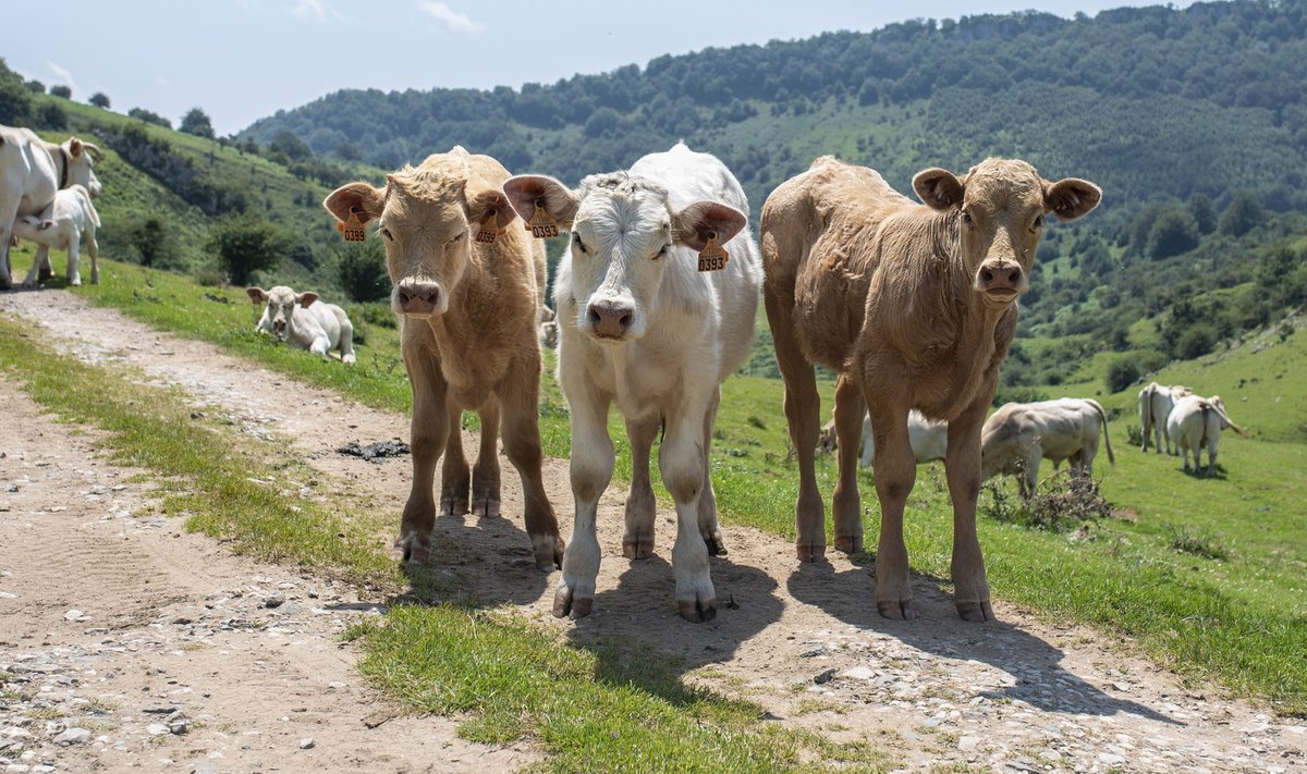 Sellistel maastikel elavate lehmade piimast ei saagi valmistada midagi keskpärast – Baskimaa juustud on maailma tippklassist. 