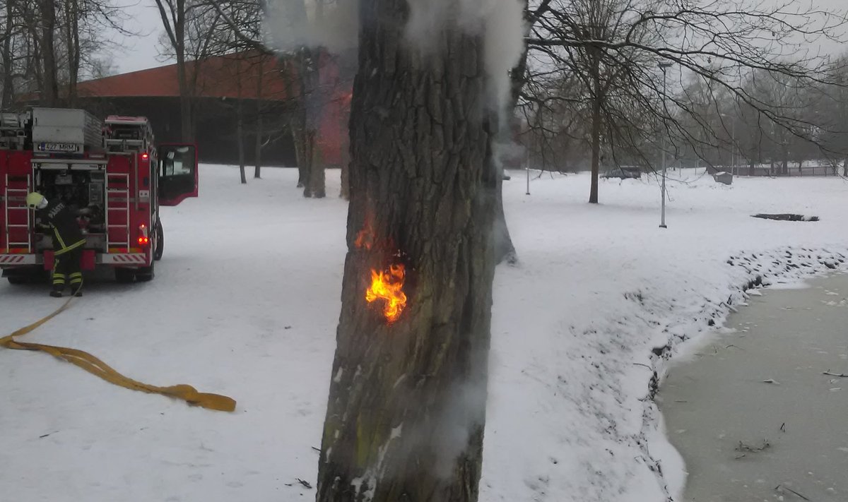 Valgas süttis puu selle praos süüdatud paugutist.
