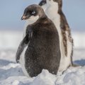 „Kõik planeediga toimuv on näha siin.“ Kuidas Antarktika on nagu mesilased ja miks ÜRO juht pingviinide keskel poseerib