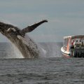 ФОТО: Неожиданная встреча с горбатыми китами в Тихом океане