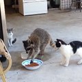 VIDEO: Tänane naerutaja! Jultunud pesukaru kostitab ennast kasside söögiga ja varastab nende toitu