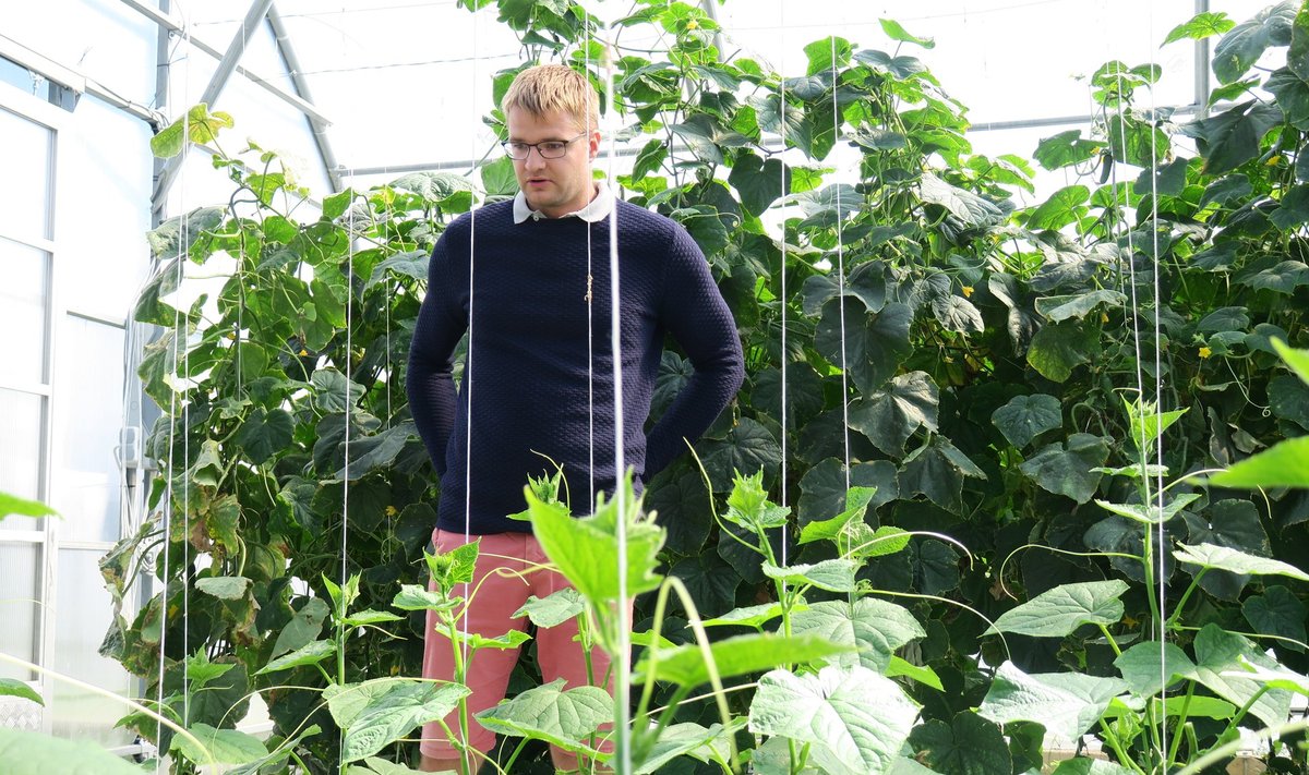 Raudepere OÜ noor peremees jätkab oma isa tööd, kasvatades kurke ja nüüd ka tomateid.