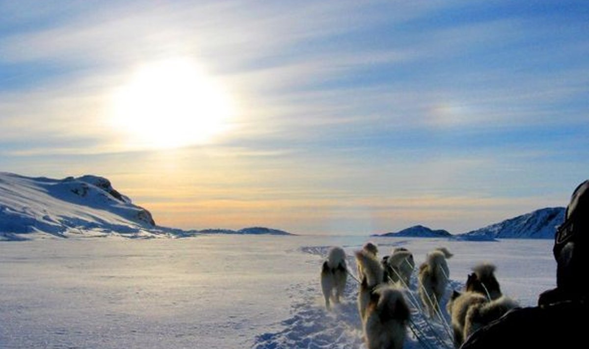 RAKENDIGA JÄÄL: Koerajõul liigub elu Gröönimaal ka täna­päeval.
