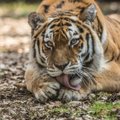 FOTOD | Tutvu Pootsmani uue pruudiga! Tallinna loomaaia legendaarse tiigri järgmised kutsikad sünnivad Sloveenias