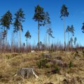 Leili metsalood | Kändude vahel kasvab uus mets