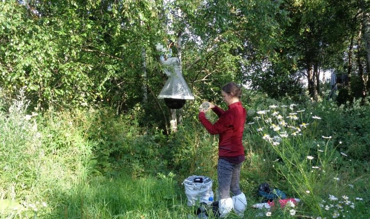 Putukate kogumine Orissaare jahipiirkonna söödaplatsil Järveküla lähedal.