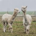VAHVA: Alpakad töötavad lambakarjades valvurite ja kaitsjatena
