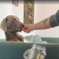 Naljakas VIDEO | Koer on nähtamatutest maiustest lausa vaimustuses