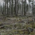 Metsa uuendamiseks eraldati lisaks 150 000 eurot