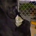 Liigutav VIDEO: Gorilla puhkeb nutma, kui saab teada, et kassipoeg, kelle eest ta hoolitses, on surnud