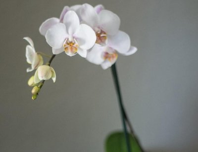 Majesteetlik, ent minimalistlik orhidee sobib väikesesse magamistuppa ideaalselt. Foto: Morguefile