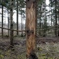 Põdrad on metsaomanikele ka Soomes kallis nuhtlus