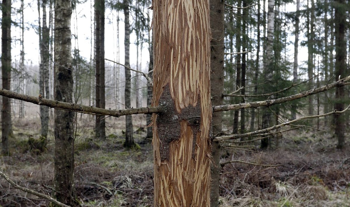 Olenevalt piirkonnast on ka Eestis põdrakahjustused metsaomanikele tõsine probleem, mille nahka läheb hektarite kaupa potentsiaalset palgimetsa.