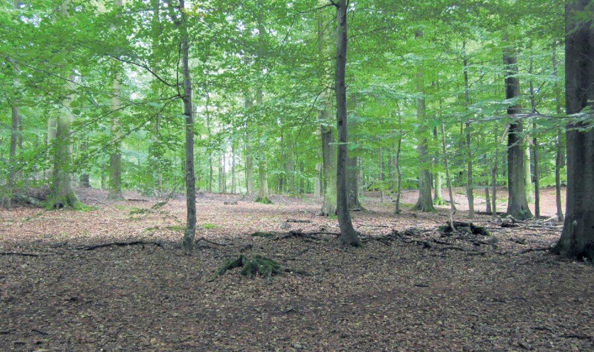 Saksamaal lageraieid ei tehta – puuliikide kooslus võimaldab metsi majandada püsimetsana.