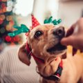 Кинолог рассказал об опасности праздничных блюд для собак