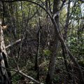 Järvselja metsakaitseala saab 90 aastaseks