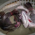 FOTOD | Loomaturgudel piinatakse elusaid kalu eriti jõhkral moel