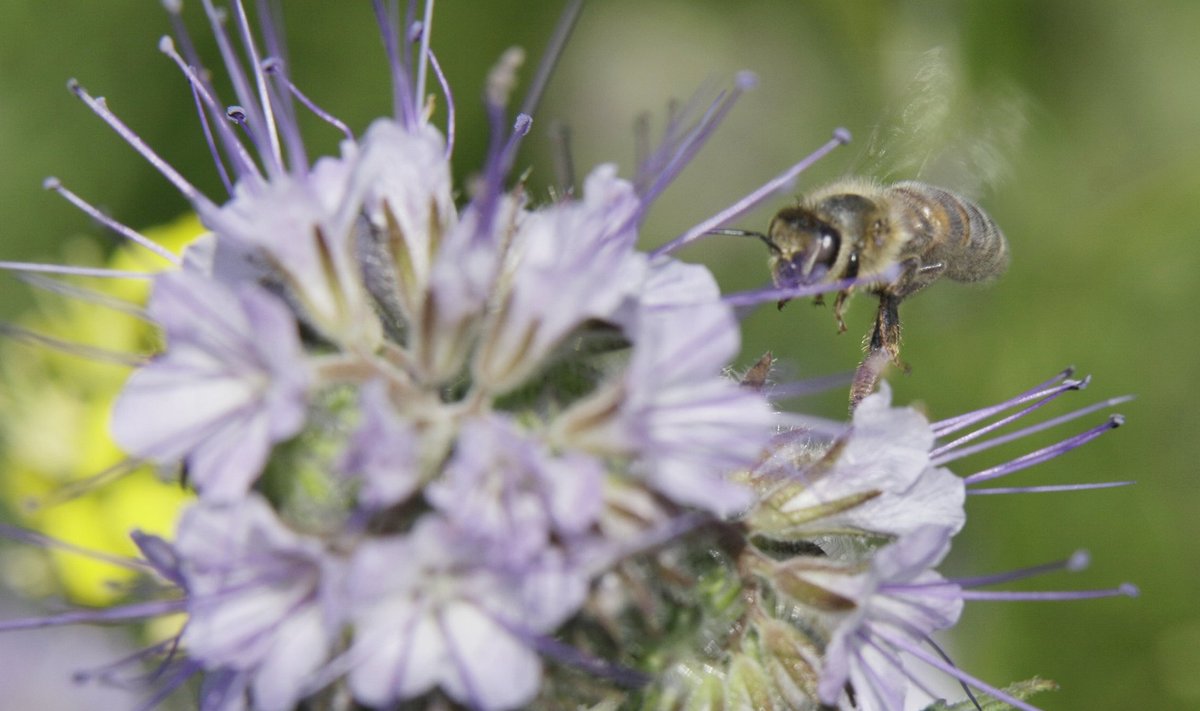 Pööritsa:Mesinik Alexander Lepik ja põllumees Madis Ajaots leidsid mesilaste küsimuses mõlemaid rahuldava kompromissi ja lõid sõbralikult käed.Pildil:Madis Ajaotsa keerispeapõld.