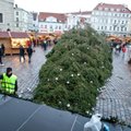 FOTOD: Tallinna Raekoja platsil kukkus jõulukuusk ümber