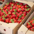 Soome ettevõtja: kas 50 eurot maasikakasti eest võib tarbijale üle jõu käia?