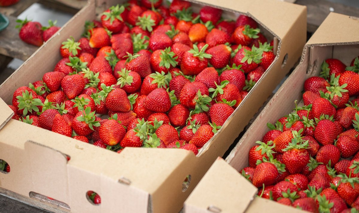 Viimastel aastatel on viiekilone kast mõnes Soome maasikatalus maksnud 35–40 eurot.
