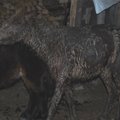 ФОТО: В Ания спасли упавшего в выгребную яму пони