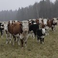 Veisekasvatajad peavad igapäevaselt pingutama, et eestlased eelistaksid tarbida kohalikku liha