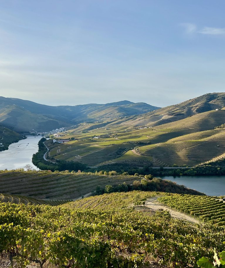 Douro on üks maailma vanimaid veinipiirkondi. Selle piirid pandi kuningliku dekreediga paika, andes veinile päritolu kaitsva tähise juba 1756. aastal.