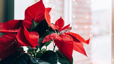 День рождественской звезды: как цветок ацтеков стал главным украшением Рождества
