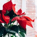 День рождественской звезды: как цветок ацтеков стал главным украшением Рождества