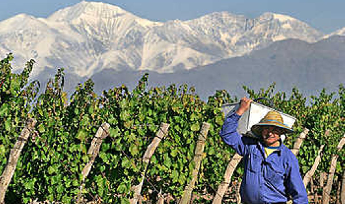 NII ON VEEL ODAVAM: Argentinas korjatakse viinamarjad kõik käsitsi. Trapiche