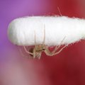 Кошмар арахнофоба: паук поселился в ухе женщины и сбросил там шкуру