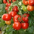 Uus mood - külva tomatiseemned aprillis kasvuhoonesse