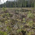 Keskkonnaagantuur: Eesti metsa juurdekasv on stabiilne