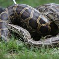 Indoneesias leiti mao kõhust naise surnukeha