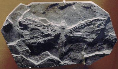 Meganeura kiililine fossiili kujul. (Foto: Wikimedia Commons / Alexandre Albore)