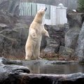 ARMAS VIDEO | Jääkaru Nora tutvub oma uue kodu õuega