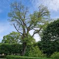 Nukker prognoos: puude surmahaigus levib nii hoogsalt, et Tallinnas hävib enamik jalakaid 